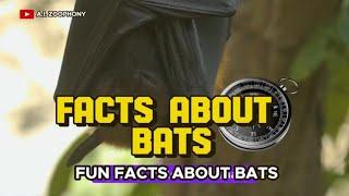 fun facts about bats -facts about bats