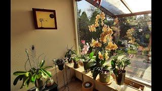 ORCHID BOY: 48 flowers on 1 plant 2021