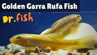 Dr. Fish | Golden Garra Rufa Fish | (subgenus of Cyprinus) Care Guide