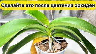 Сделайте это ПОСЛЕ ЦВЕТЕНИЯ орхидеи и Орхидея восстановится и снова зацветет