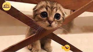 Funny ANIMALS videos  | Funniest Cats and Dogs 2025  | Part 11