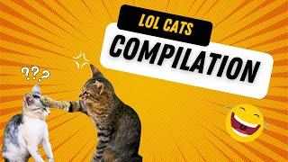  LOL Cats: Funny Cat Compilation 