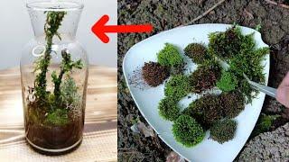 How to make a moss terrarium / Ideas terarium