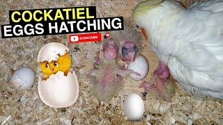 COCKATIEL EGG HATCHING