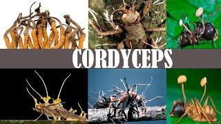 HONGOS CONTROLA MENTES CORDYCEPS 