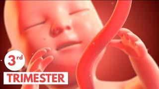 Third Trimester | 3D Animated Pregnancy Guide