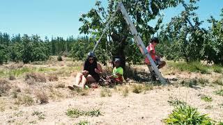 Cherry Farm #SeasonalPickingTime #InTheHeat #Memories