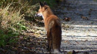 Wild red fox walking on trail