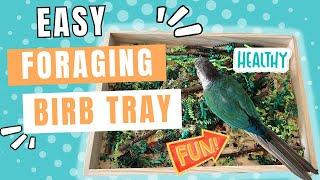 Foraging Enrichment Ideas for Parrots 