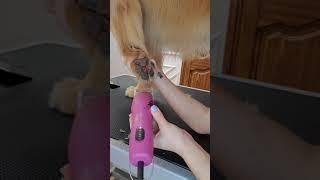Cute dog paws | Shaving out the pads
