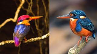 10 Kingfishers of the Philippine | Avian Treasures of the Philippines