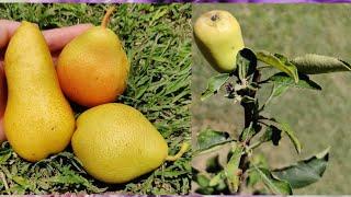 How To Grow a PEAR Tree From SEED 