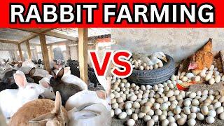 The shocking truth: Rabbit farming vs chicken farming