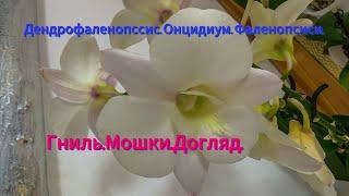 Дендрофаленопсис. Онцидіум. Фаленопсиси. Догляд. Квіти. Шкідники.