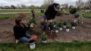 Planting Pink Perennials!