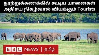 The Great Elephant Gathering: நூற்றுக்கணக்கான யானைகள் ஒன்றுக்கூடும் அதிசய நிகழ்வு