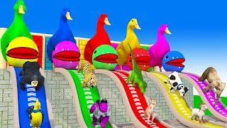 5 Giant Duck Cartoon, Cow, Mammoth, Elephant, Lion, Paint Wild Animals Crossing Fountain Animations