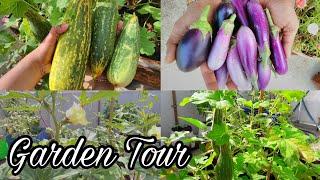 Terrace Garden Tour | Organic Garden Tour | Rooftop Garden