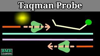 Taqman Probe | Real Time PCR Using Taqman Dye |