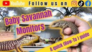 Baby Savannah Monitors | LLLreptile Complete vision kit A quick how to