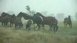 Large Hail - West of Lubbock, Texas - May 31, 2005