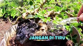 Inilah Hal Yang Masih Jadi Misteri Di Dunia Tanaman Bonsai