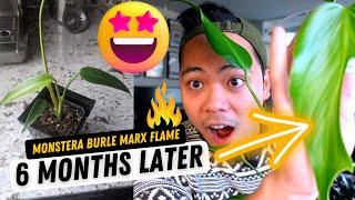 Monstera Burle Marx Flame  Plant Update 6 Months Later | my experience