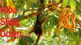 Baby Alba Nearly Fall Down From The Tree. Mom Anna Teach Baby Climbing On The Tree Without Careful.