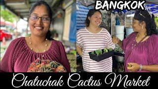 #ShemaSundar | Rare & unique cactus #Thailand #Chatuchakflowermarket  Bangkok#cactusnursery#thailand