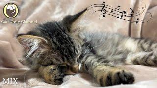 Music for Cats - 10 Hours of Deeply Peaceful Music with Cat Purring Sounds