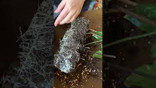 как вырастить маракуйю, инстаграм: kirgisska #маракуйя #экзоты #авокадо #манго #растения