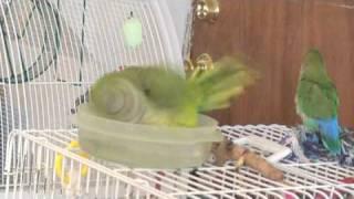 Love bird and quaker parrot taking a bath