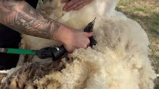 Matting & Over Growth Make Shearing Difficult