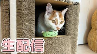 9/1猫たちのごはん生配信！