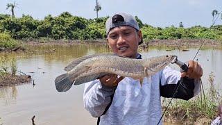 IKAN GABUS BESAR PENGHUNI SPOT YANG HAMPIR KERING || CASTING SNAKEHEAD BLACK TURISMO TRIDENTECH