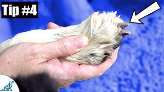 Trimming Dog's Nails - 7 Quick Tips To Make It Easier!