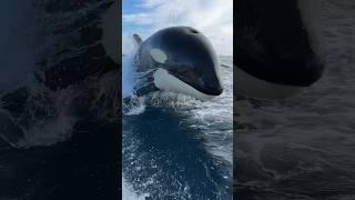 Amazing closeup of a wild Orca in San Diego!