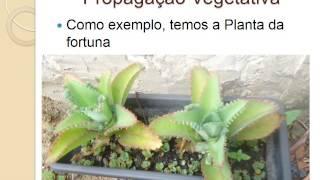 Reprodução Assexuada em Plantas