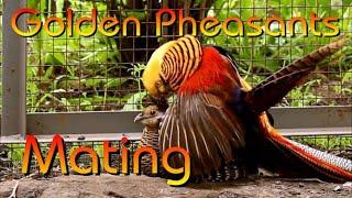 Golden Pheasants Mating