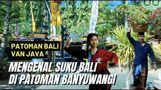 MENGENAL SUKU BALI DI PATOMAN BANYUWANGI JAWA TIMUR I KEHIDUPAN DI PEDESAAN PATOMAN BALI VAN JAVA