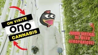 We visit ONO ! Aeroponic cannabis production in rotating vertical towers!