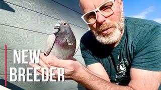 NEW racing pigeon breeder for 2025!! Loft update