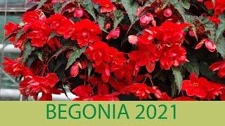 Kientzler Neuheiten für 2021 : Begonia im Schaugarten - Belleconia, Summerwings & Easy Going