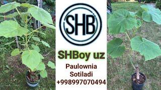 ( SHBoy uz ) Paulownia Tuvakga Qurish | Посадка Павловнии В Горшки