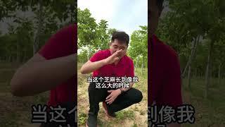 芝麻田不伤苗的方案来了，清理杂草省心省力 #芝麻苗后   #芝麻高产 #农业种植