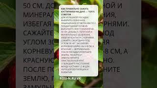 Как правильно сажать кустарники на даче — ТОП 5 советов