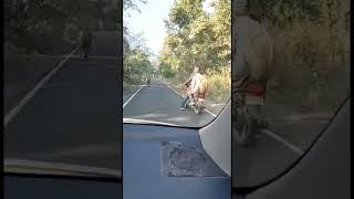 Tiger on road | Pilibhit tiger reserve | Tiger Reserve National Park | Chuka ecotourism #shorts