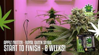 Apple Fritter | Seed to Harvest in Just 8 Weeks: Autoflower Cannabis Grow with iGrowCan - RQS