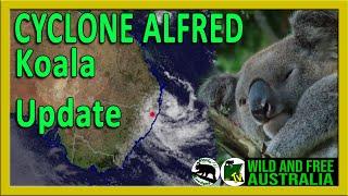 Cyclone Alfred at Koala Gardens - update, cyclone close to making landfall   |   Valentine