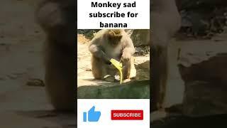 Monkey banana falls in water